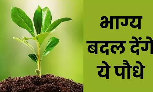 घर और ऑफिस में चाहिए पॉजिटिव माहौल, इन पौधों को लगाकर अपने आस-पास लाएं सकारात्मकता