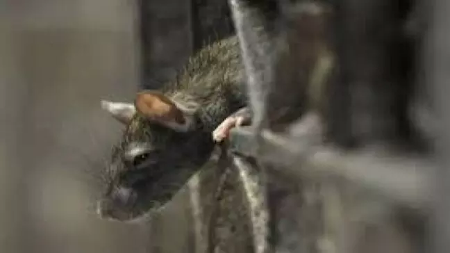 जोधपुर के सरकारी अस्पताल में चूहों ने मानसिक रूप से बीमार मरीजों के कुतर दिए पैर