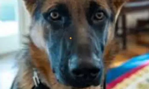 अपने पालतू कुत्ते को गाड़ी में छोड़कर घूमने चले गए ताज वापस आए तो कुत्ता मिला इस हालत में