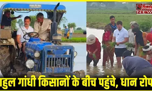 राहुल गांधी अचानक पहुंचे किसानों के बीच, सोनीपत के गांव में धान की रोपाई की: खेतों में ट्रैक्टर भी चलाया राहुल गांधी अचानक पहुंचे किसानों के बीच, सोनीपत के गांव में धान की रोपाई की: खेतों में ट्रैक्टर भी चलाया