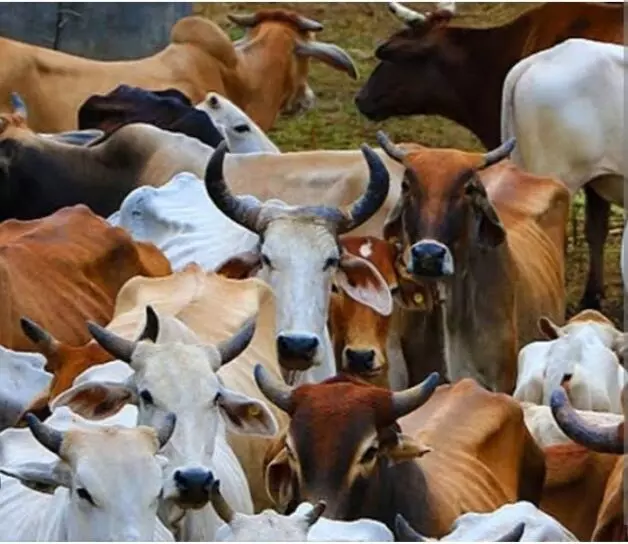 वध के लिए ले जाई जा रही 114 गाय और बछड़े किए गए बरामद