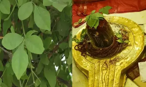 बिल्व वृक्ष यानि बेल का पेड़... शिव पुराण के अनुसार भगवान शिव को कौन सी चीज़ चढाने से मिलता है क्या फल ? बिल्व वृक्ष यानि बेल का पेड़... शिव पुराण के अनुसार भगवान शिव को कौन सी चीज़ चढाने से मिलता है क्या फल ?