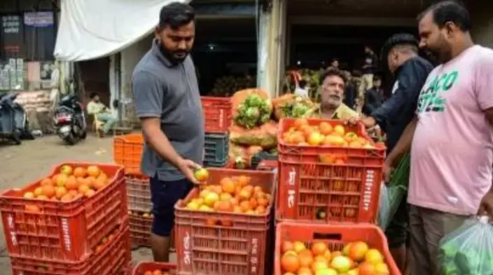 टमाटर संकट: यूपी में सपा कार्यकर्ता महंगी उपज की सुरक्षा के लिए लगा रहे हैं ताकत