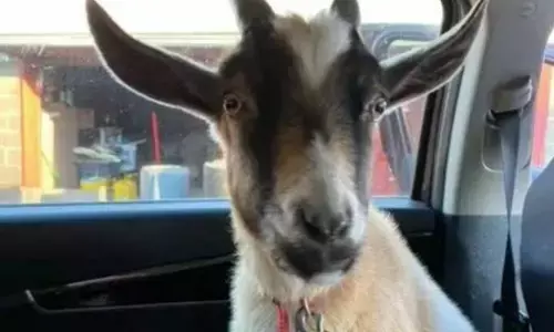 लग्जरी से पहुंचे बकरी चुराने, कीचड़ में फंसी गाड़ी तो भागे लग्जरी से पहुंचे बकरी चुराने, कीचड़ में फंसी गाड़ी तो भागे