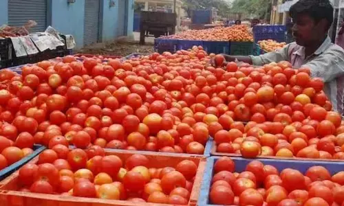 अनुदेशकों की यूपी सरकार से मांग, 17000/-₹ नही दे पा रहे हो तो कम से कम 1 किलोग्राम टमाटर ही दे दो अनुदेशकों की यूपी सरकार से मांग, 17000/-₹ नही दे पा रहे हो तो कम से कम 1 किलोग्राम टमाटर ही दे दो