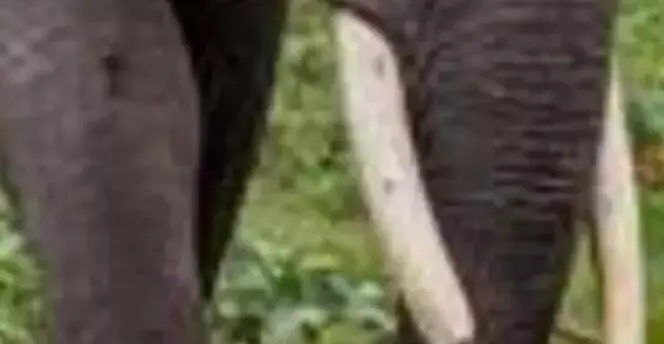 केरल में निजी संपत्ति से निकाला गया हाथी का शव, 4 गिरफ्तार