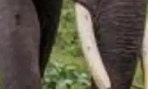 केरल में निजी संपत्ति से निकाला गया हाथी का शव, 4 गिरफ्तार केरल में निजी संपत्ति से निकाला गया हाथी का शव, 4 गिरफ्तार