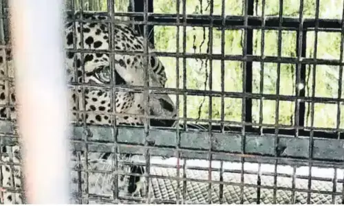 कर्नाटक: 6 साल के बच्चे की मौत से जुड़ा तेंदुआ पकड़ा गया कर्नाटक: 6 साल के बच्चे की मौत से जुड़ा तेंदुआ पकड़ा गया