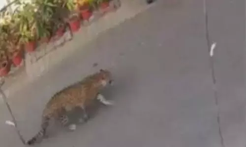 मुंबई की फिल्म सिटी में सेट पर घूमता नजर आया तेंदुआ