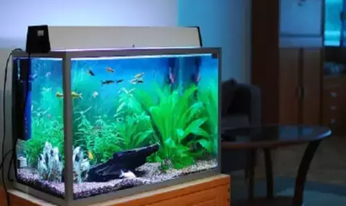 वास्तु टिप्स: घर में कहां रखें फिश एक्वेरियम? वास्तु टिप्स: घर में कहां रखें फिश एक्वेरियम?