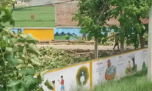 दिनदहाड़े काट दिए गए सागवान के सैकड़ों हरे पेड़