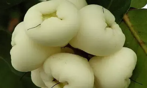 सफेद जामुन के फायदे: आंखों, त्वचा के लिए वरदान; इस फल को शामिल करें अपने आहार में