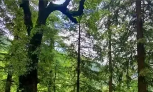 यूपी शनिवार को शहरों में लगाएगा 30 करोड़ पौधे 15 अगस्त को लगेंगे 5 करोड़ से अधिक पौधे