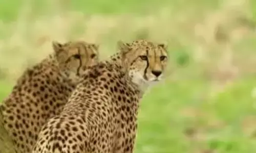 छह कुनो चीतों के रेडियो कॉलर हटाए गए,दो में था गंभीर संक्रमण छह कुनो चीतों के रेडियो कॉलर हटाए गए,दो में था गंभीर संक्रमण