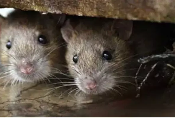 नोएडा में चूहा मारने के आरोप में एक व्यक्ति गिरफ्तार, बाद में पुलिस प्रमुख ने रद्द की गिरफ्तारी नोएडा में चूहा मारने के आरोप में एक व्यक्ति गिरफ्तार, बाद में पुलिस प्रमुख ने रद्द की गिरफ्तारी