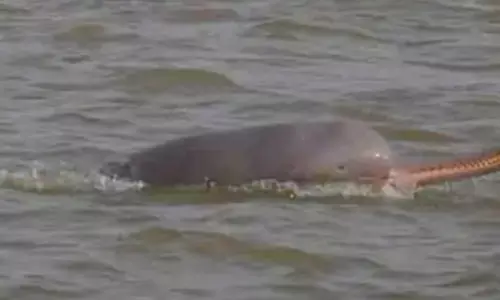 गंगा डॉल्फिन को मारने के आरोप में मछुआरे को किया गया गिरफ्तार