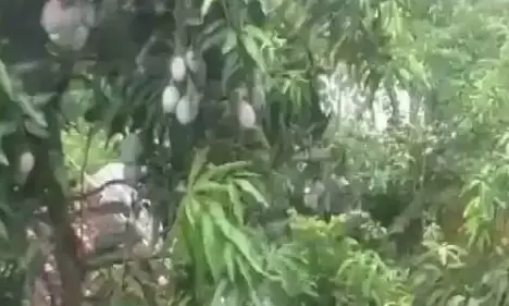 ओडिशा के किसान ने उगाया दुनिया का सबसे महंगा आम, कीमत 2.5-3 लाख रुपये प्रति किलो ओडिशा के किसान ने उगाया दुनिया का सबसे महंगा आम, कीमत 2.5-3 लाख रुपये प्रति किलो