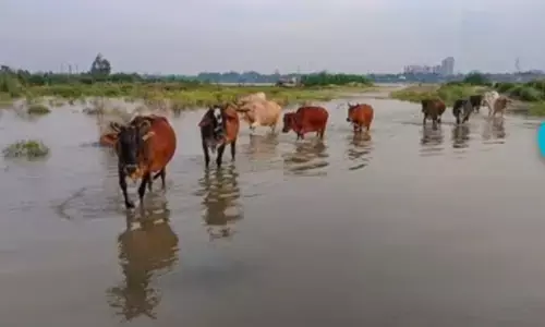 कानपुर,उन्नाव में गंगा खतरे के निशान से ऊपर कानपुर,उन्नाव में गंगा खतरे के निशान से ऊपर