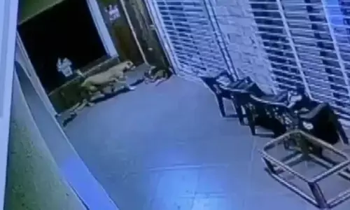 दो कुत्तों ने भगाया तेंदुए को,देखें वीडियो दो कुत्तों ने भगाया तेंदुए को,देखें वीडियो