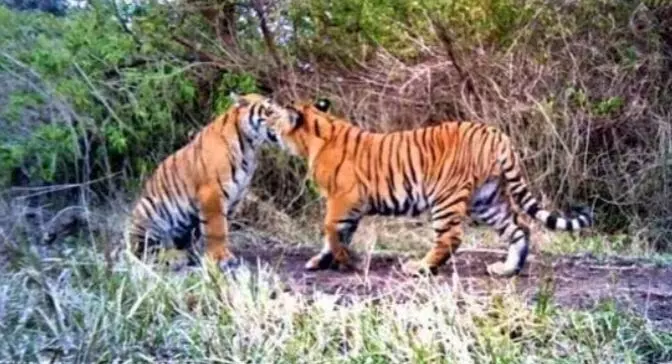 भारत में बाघों की संख्या 3,600 से ऊपर, मध्य प्रदेश 785 पर सबसे आगे भारत में बाघों की संख्या 3,600 से ऊपर, मध्य प्रदेश 785 पर सबसे आगे