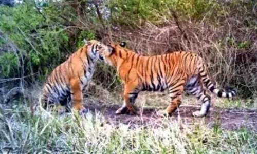 भारत में बाघों की संख्या 3,600 से ऊपर, मध्य प्रदेश 785 पर सबसे आगे