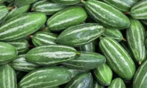 गर्मियों में परवल के फायदे: जानिए परवल के अनोखे फायदे