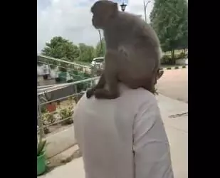 सांसद किरोड़ी लाल मीणा ने लग्जरी कार में बंदर के साथ की सवारी सांसद किरोड़ी लाल मीणा ने लग्जरी कार में बंदर के साथ की सवारी