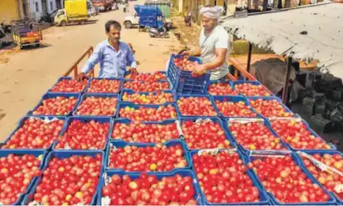 45 दिनों में ₹ 50 लाख: किसानों के लिए टमाटर बना लाल सोना