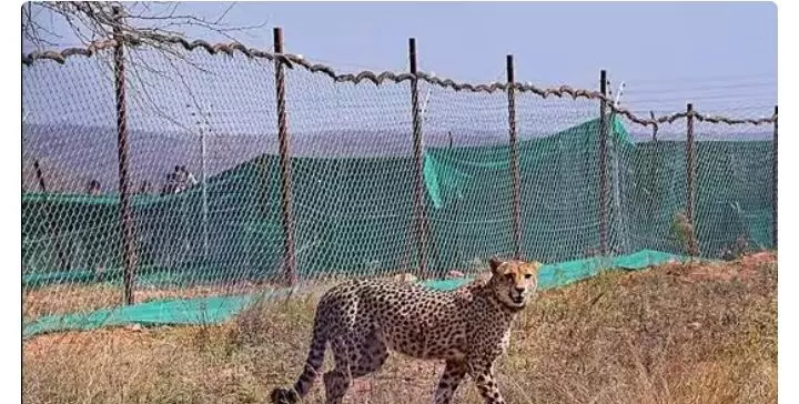 मध्य प्रदेश के कूनो में एक और चीते की मौत मध्य प्रदेश के कूनो में एक और चीते की मौत