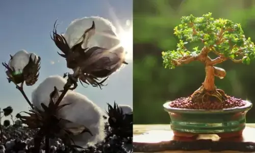 फेंगशुई: घर के लिए 8 दुर्भाग्यशाली पौधे फेंगशुई: घर के लिए 8 दुर्भाग्यशाली पौधे