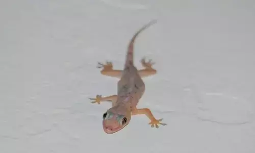 क्या छिपकलियाँ आपके घर पर कब्ज़ा कर रही हैं?जाने छिपकली को दूर रखने के प्रभावी और परीक्षित तरीके क्या छिपकलियाँ आपके घर पर कब्ज़ा कर रही हैं?जाने छिपकली को दूर रखने के प्रभावी और परीक्षित तरीके