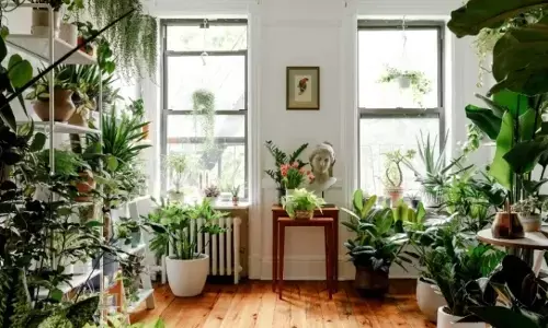 अपने घर को सजाएं इन छोटे-छोटे पौधों से और ले ताजी हवा में सांस अपने घर को सजाएं इन छोटे-छोटे पौधों से और ले ताजी हवा में सांस
