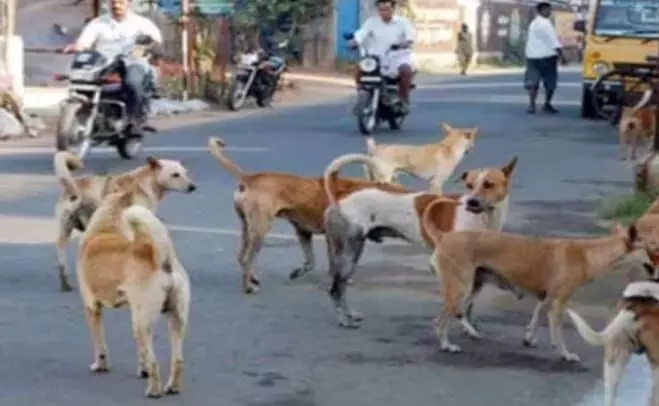 G20 शिखर सम्मेलन से पहले आवारा कुत्तों से मुक्त होगी दिल्ली; जाने कैसे? G20 शिखर सम्मेलन से पहले आवारा कुत्तों से मुक्त होगी दिल्ली; जाने कैसे?