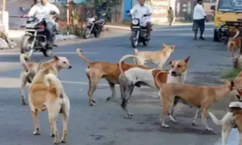 G20 शिखर सम्मेलन से पहले आवारा कुत्तों से मुक्त होगी दिल्ली; जाने कैसे?