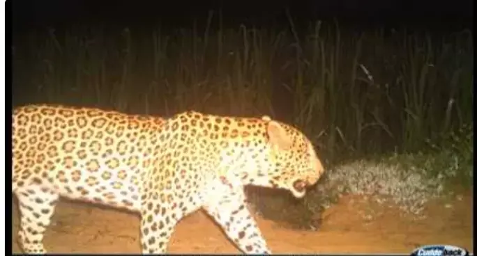 आदमखोर तेंदुओं की तलाश में ड्रोन की बैटरी लाइफ में आ रही है दिक्कत आदमखोर तेंदुओं की तलाश में ड्रोन की बैटरी लाइफ में आ रही है दिक्कत