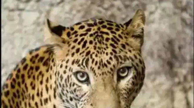 तेंदुए को बिजनौर के जंगल में पिंजरे में किया गया बंद, वन विभाग करेगा उसे चिड़ियाघर में स्थानांतरित तेंदुए को बिजनौर के जंगल में पिंजरे में किया गया बंद, वन विभाग करेगा उसे चिड़ियाघर में स्थानांतरित