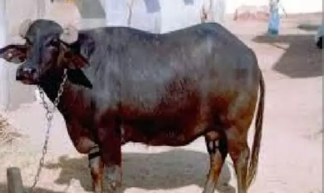 जब भैंस मिली जज से! जानिए मिस टनकपुर की कोर्ट में पेशी के पीछे की हैरान कर देने वाली कहानी जब भैंस मिली जज से! जानिए मिस टनकपुर की कोर्ट में पेशी के पीछे की हैरान कर देने वाली कहानी