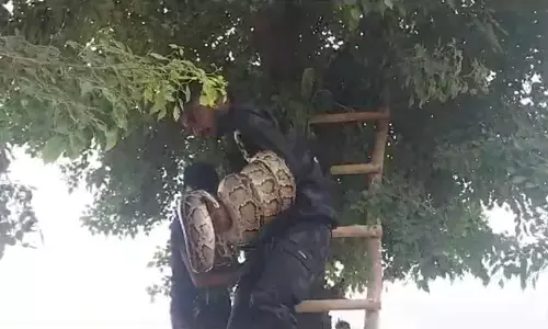 गाजियाबाद में दो घंटे की मशक्कत के बाद पकड़ा 15 फुट का अजगर, देखिए हैरान कर देने वाला वीडियो