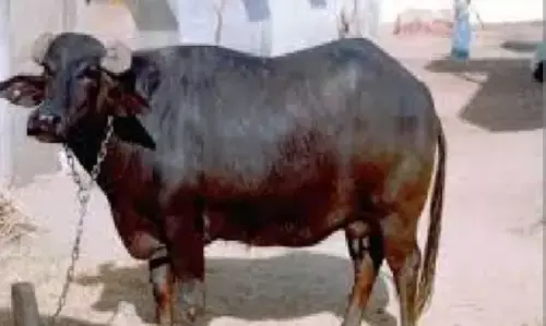 जब भैंस मिली जज से! जानिए मिस टनकपुर की कोर्ट में पेशी के पीछे की हैरान कर देने वाली कहानी