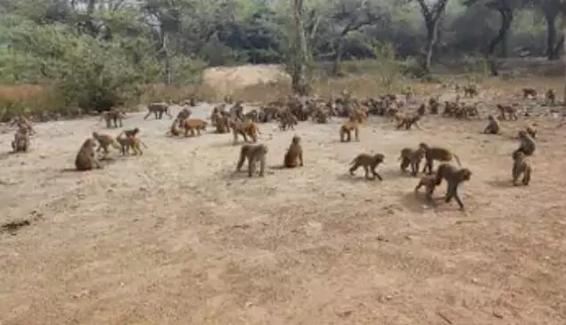 बंदरों के लिए नया होगा जंगल का माहौल,आगरा शहर के बंदर अब जाएंगे जंगल