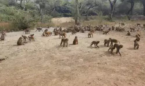 बंदरों के लिए नया होगा जंगल का माहौल,आगरा शहर के बंदर अब जाएंगे जंगल