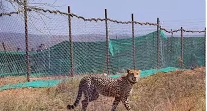 रेडियो कॉलर की समस्या के कारण लापता मादा चीता को पकड़ लिया गया 22 दिनों के बाद रेडियो कॉलर की समस्या के कारण लापता मादा चीता को पकड़ लिया गया 22 दिनों के बाद