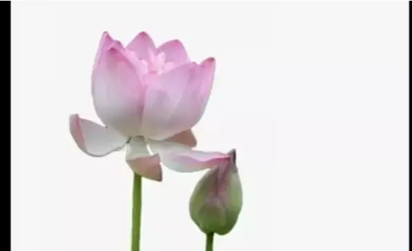 सीएसआईआर-एनबीआरआई ने कमल की उन्नत किस्म नमोह 108 की लॉन्च सीएसआईआर-एनबीआरआई ने कमल की उन्नत किस्म नमोह 108 की लॉन्च