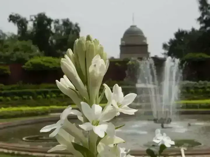 Amrit Udyan opened for one month from today read full details Amrit Udyan opened for one month from today read full details