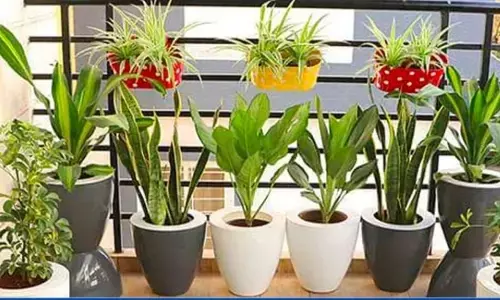 अपने घर में बालकनी गार्डन बनाने के लिए 5 आसान DIY अपने घर में बालकनी गार्डन बनाने के लिए 5 आसान DIY