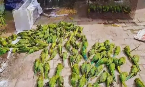 सैकड़ो तोते मरने के पीछे है फैजान का हाथ, साथियों संग जुटा था तस्करी में सैकड़ो तोते मरने के पीछे है फैजान का हाथ, साथियों संग जुटा था तस्करी में