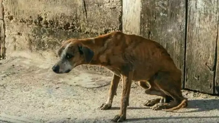 महिला ने आवारा कुत्ते पर फेंका एसिड,पशु क्रूरता का मामला हुआ दर्ज