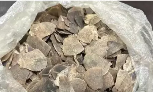 वन्यजीव तस्करी करने वाले माँ-बेटे को असम और मेघालय से किया गया गिरफ्तार वन्यजीव तस्करी करने वाले माँ-बेटे को असम और मेघालय से किया गया गिरफ्तार