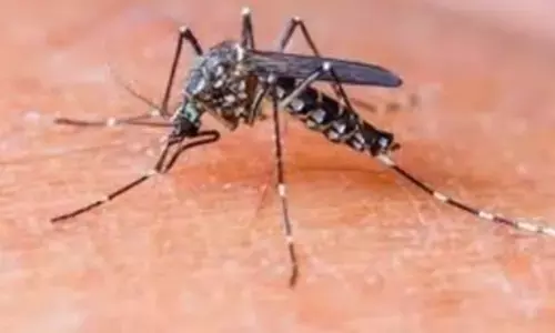 विश्व मच्छर दिवस 2023: तिथि, इतिहास, महत्व, उत्सव