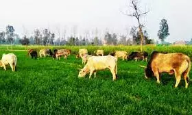 Stray cattle became a menace for farmers in UP
